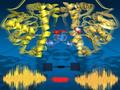 'Breathing' enzymes in fast motion