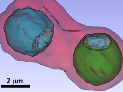 Malaria Erreger Unter Dem Rontgen Mikroskop