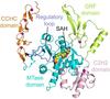 Struktur eines neuartigen Enzyms, das mit Zellwachstum und Krebs verbunden ist, geknackt