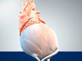 Künstliches Herzbeutel-Gewebe aus dem 3D-Drucker