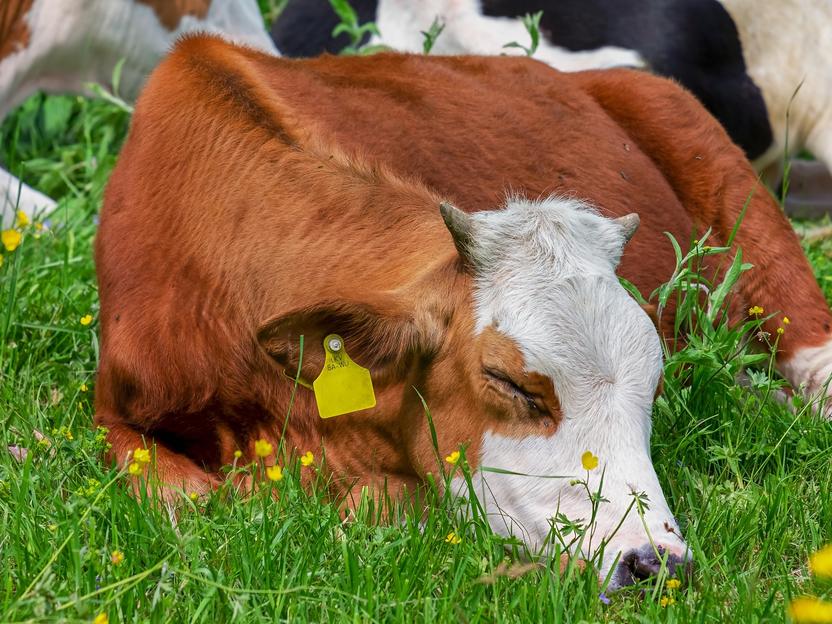 Kuhe In Kurzarbeit Schicken Molkerei Ammerland Tritt Fur Milchmengenreduzierung Ein