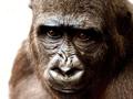 Chimpanzee and Gorilla Genome May Help Better Understand Human Tumors