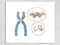 DNMT3B wird zur Methylierung von pericentromeren Sequenzen in humanen Chromosomen benötigt (orange). Die Spezifität von DNMT3B für diese Regionen wird von einer speziellen Proteinschleife um Arginine 823 bestimmt (grau).