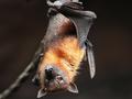 Bats offer clues to treating COVID-19