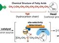 A new tool to create chemical complexity from fatty acids