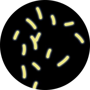 Draufsicht – Mikrobiologischer Fluoreszenz-Nachweis auf TRAKETCH® Membran