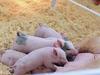 Neues Schweine-Coronavirus: „Höchst gefährlich“