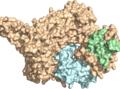 Getting to the heart of an enzyme