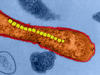 Magnetische Bakterien als Mikropumpen