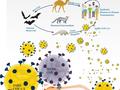 Naturstoffe mit potentieller Wirksamkeit gegen tödliche Viren