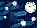 Auch Bakterien können die Zeit messen
