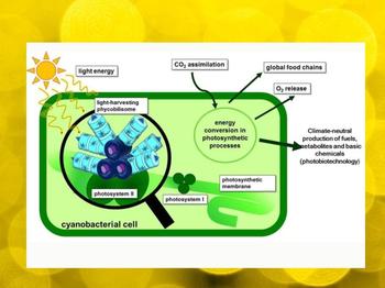 Die Photosynthese steht am Beginn praktisch aller Nahrungsketten. Auch Cyanobakterien nutzen Licht als Energiequelle und können wie Pflanzen Photosynthese betreiben