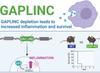 GAPLINC, a highly conserved long noncoding RNA, modulates the immune response during endotoxic shock. Reducing or eliminating GAPLINC led to enhanced expression of inflammatory genes in both mouse and human cells. In a mouse model of sepsis, knockout mice without GAPLINC were protected from endotoxic shock.