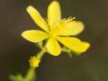 Flowers of St. John's Wort serve as green catalyst