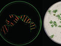 Fortschritt für CRISPR/Cas: Forscher schalten viele Pflanzen-Gene auf einmal aus