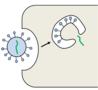 Wirkstoffe zur Behandlung einer SARS-Coronavirus-2-Infektion (Covid-19)