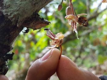 Cocoa flower visited by a tiny parasitic wasp