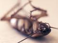 Neue Regeln beim Verkauf von Chemikalien zur Schädlingsbekämpfung