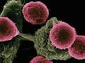 Krebsbekämpfung mit kombinierten Immuntherapien