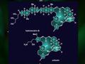 Rice University synthetic chemists have simplified the process to make halichondrin B, top, the parent compound of the successful cancer drug eribulin, bottom. Their reverse synthesis reduced the number of steps required to make the natural product.