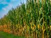 Un aire más limpio ha impulsado el rendimiento del maíz y la soja en Estados Unidos