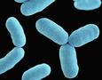 Scientists blueprint bacterial enzyme believed to 