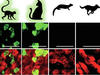 «In vitro»-Zoo hilft SARS-CoV-2 zu verstehen