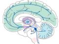 The Locus Coeruleus is deep in the brain but projects circuits throughout the organ.