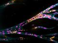 Aus einem Ursprungsblutgefäß (senkrecht links im Bild) bilden Endothelzellen (pinke Zellkerne) in einem künstlichen Hydrogel neue Blutgefäße. Fluoreszierende Kügelchen (gelb) simulieren den Blutfluss.