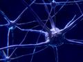 Wie beeinflussen Schilddrüsenhormone die Bildung von Nervenzellen?
