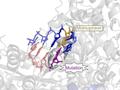 Molecular mechanisms of corona drug candidate Molnupiravir unraveled