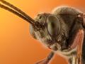 Insects’ sense of smell gives insight into better repellent design and drug screening