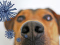 Corona-Spürhunde: Diag’nose‘