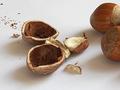 Turning hazelnut shells into potential renewable energy source