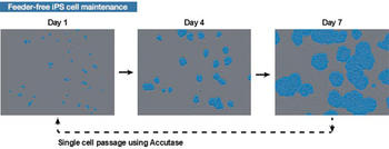To achieve reproducible results, iPS cells should be monitored continuously.