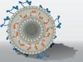 Nebenwirkungen umgehen: Nanocontainer bringen Wirkstoffe direkt ans Ziel