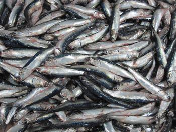 Peruvian anchovies