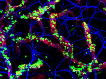 Die Wanderung von dendritischen Zellen aus der Haut in die Lymphgefäße hängt von der Tageszeit ab. Dendritische Zellen der Maus (grün), die in die Lymphgefäße (rot) wandern. Die Blutgefäße sind blau eingefärbt.