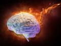 Wie das „Thermostat“ im Gehirn drohende Überhitzung misst