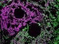 Genexpression in Mitochondrien gezielt verändern