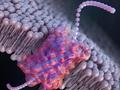 Zum ersten Mal werden DNA und Proteine durch neu entwickelte Nanoporen erfasst