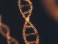Explorando el paradigma actual de la regulación de los genes