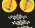Resolving the puzzles of graphene superconductivity