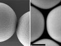 Vermeintlich gleichartige Mikroplastik-Partikel zeigen unterschiedlich hohe Toxizität