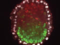 Stem cells organize themselves into embryoid