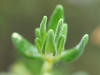 Blätter des Echten Thymians (Thymus vulgaris)