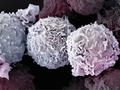 T cells: No time to die