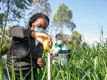 Los investigadores miden y pesan las hierbas forrajeras en los ensayos de campo para encontrar mejores variedades de piensos forrajeros proyecto junto con la Organización de Investigación Agrícola y Ganadera de Kenia.