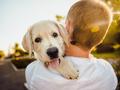 Grundstein für einen möglichen Impfstoff gegen Hundeallergie gelegt