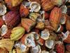 Zunahme der Kakaovermahlung